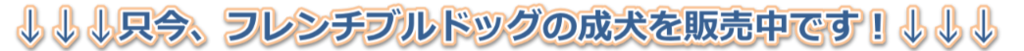 logo成犬.png